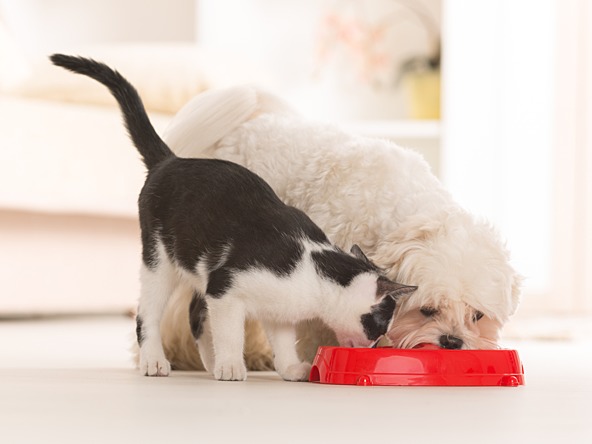 A cat and a dog share a drinking bowl
